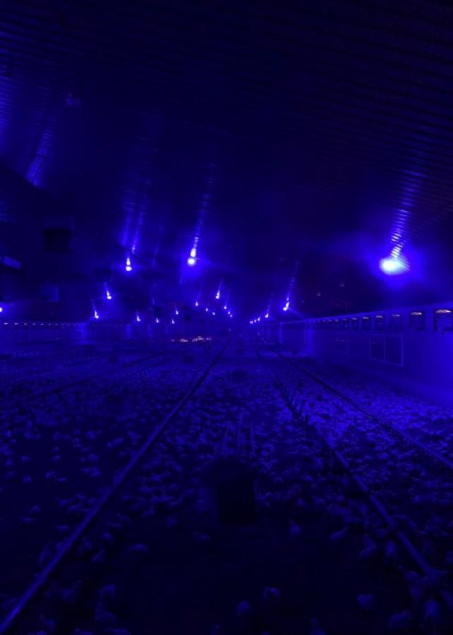 Night light with agricultural lighting