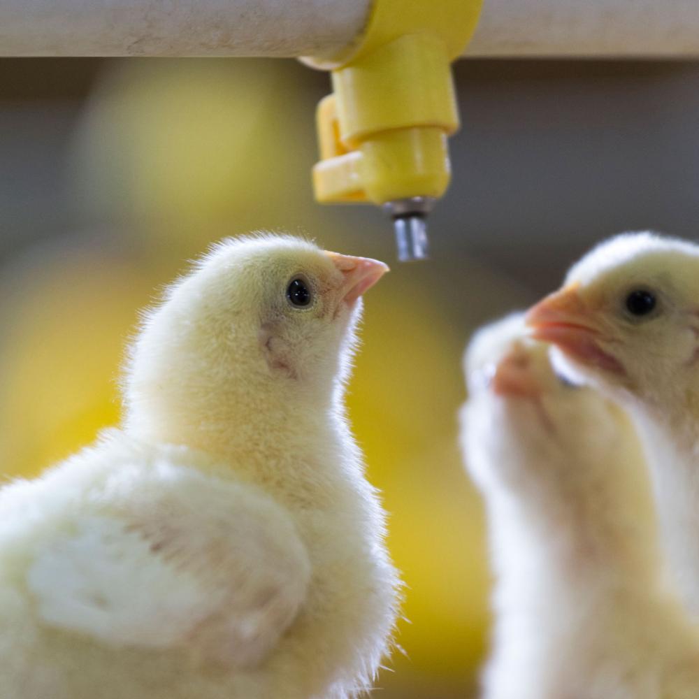 broilers-drinking.jpeg