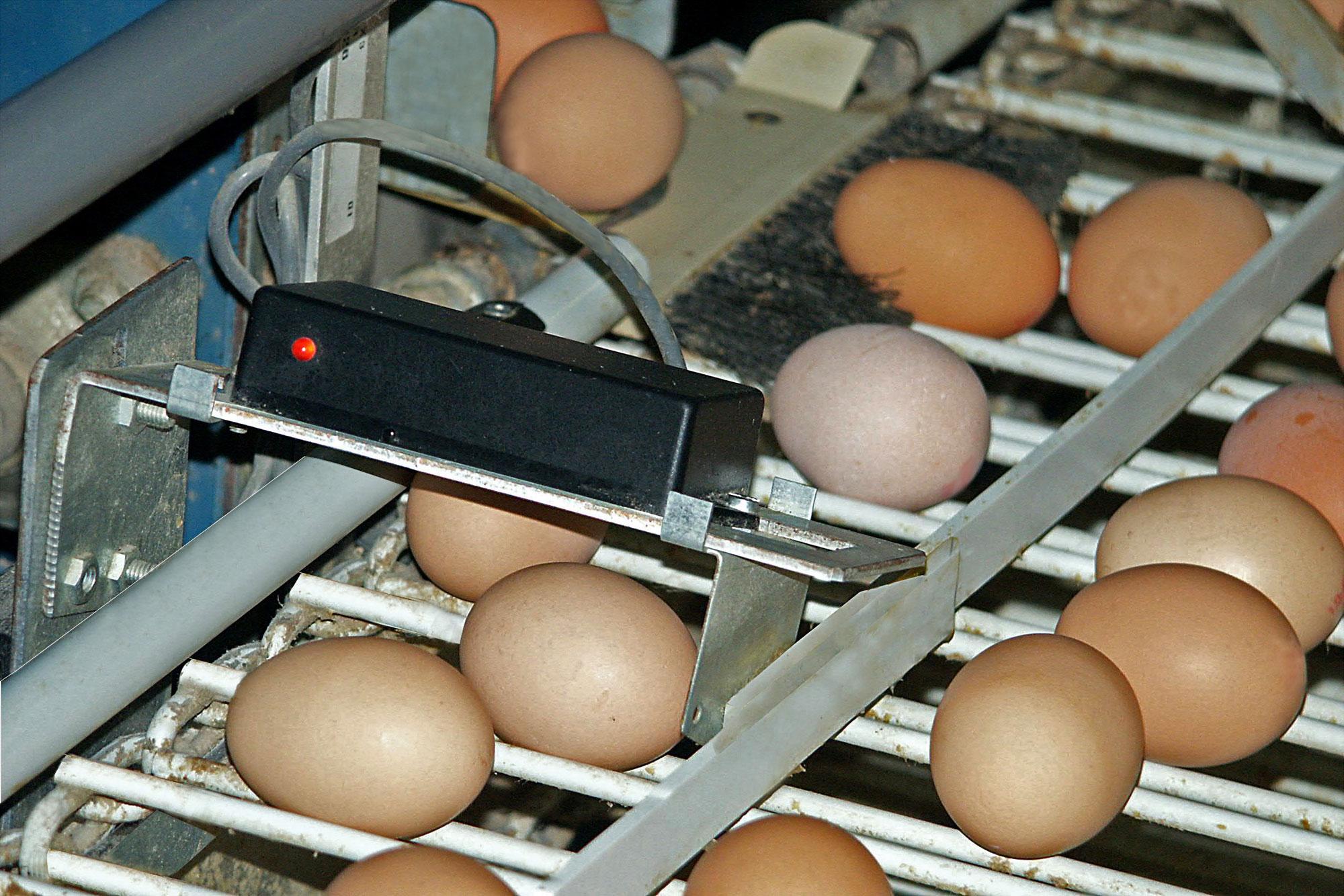 eiteller-01.jpeg