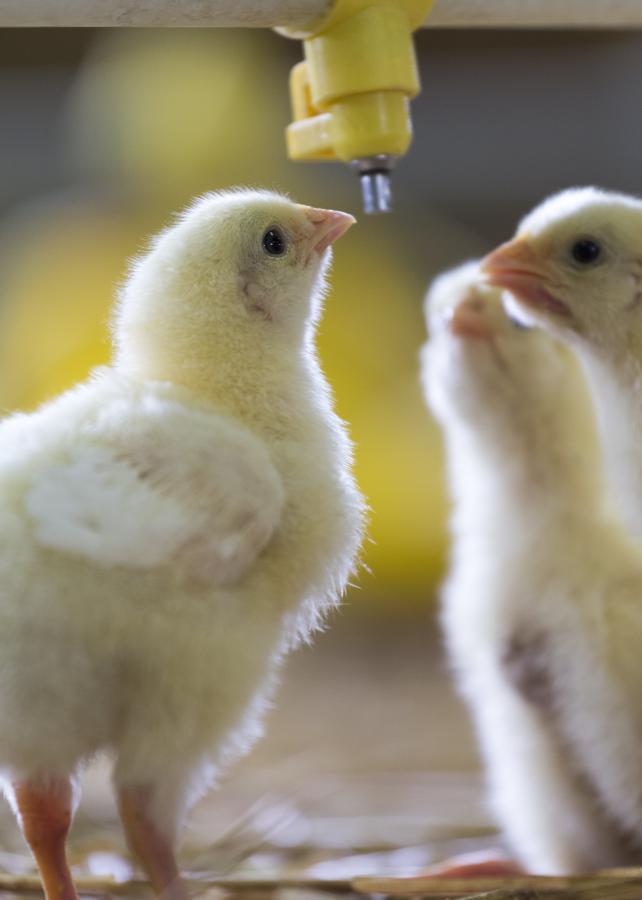 Drinking broilers
