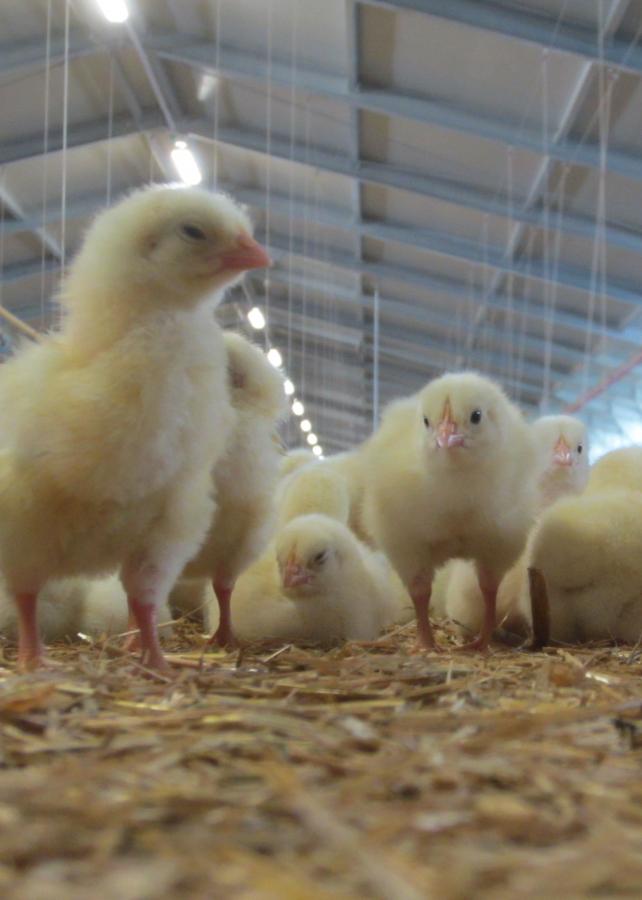 Broilers