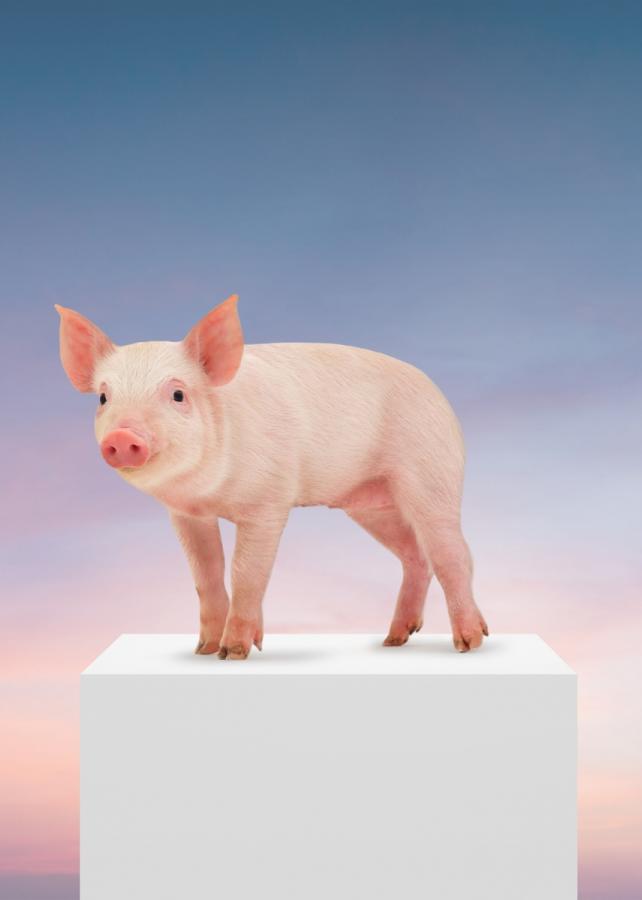 Pigs