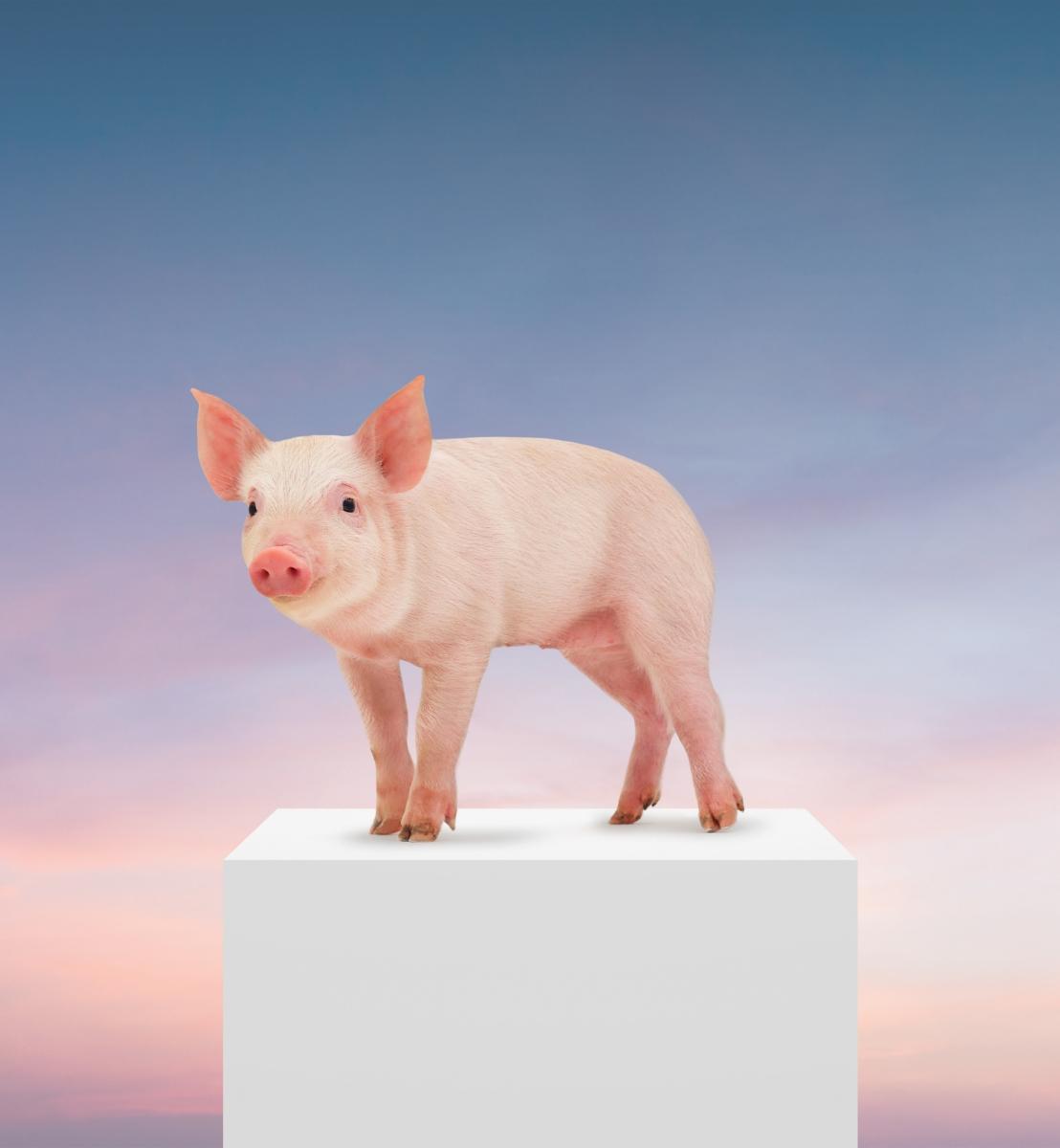 Pigs