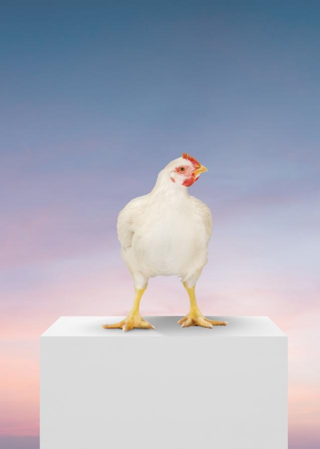 Broilers