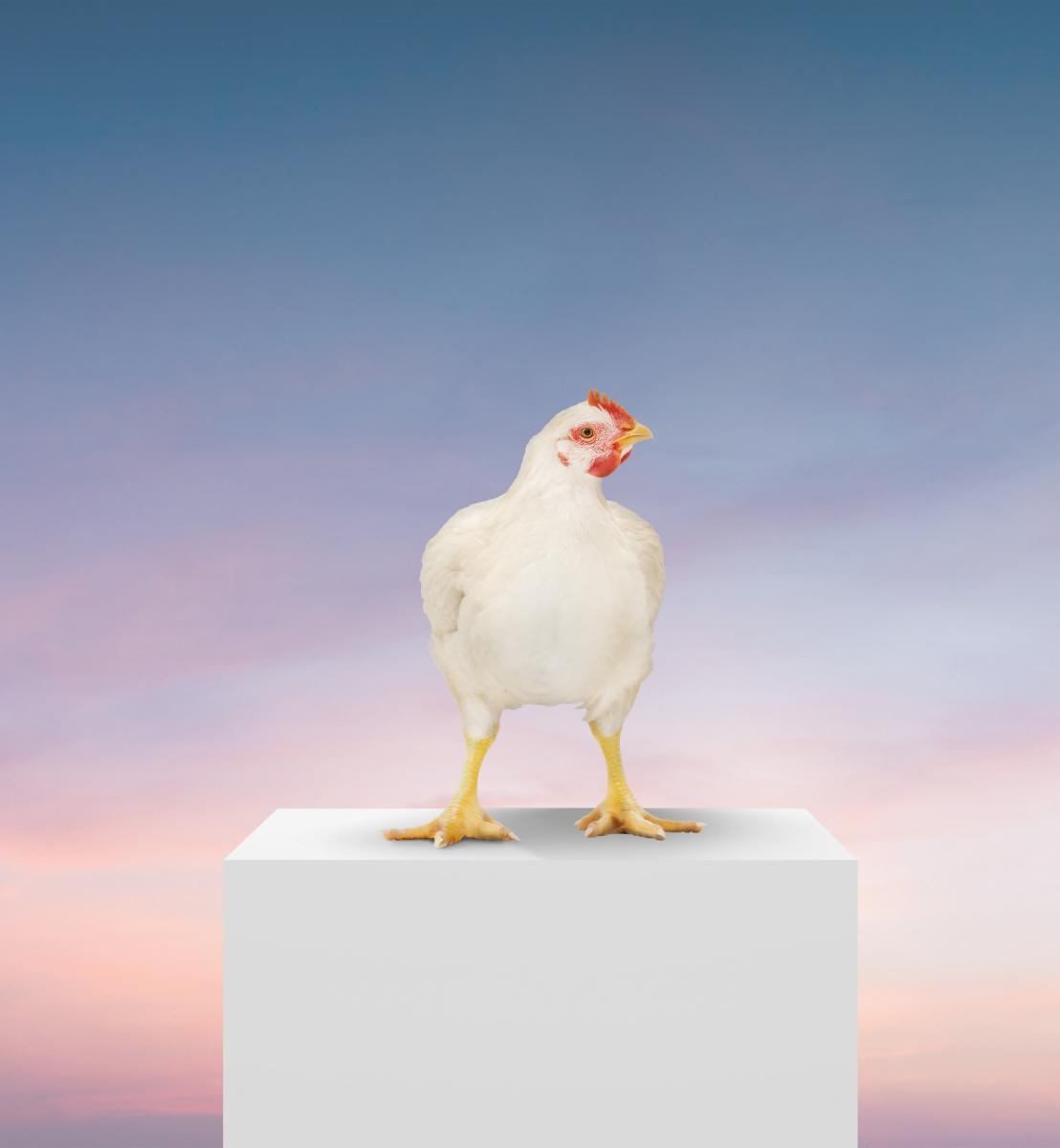 Broilers
