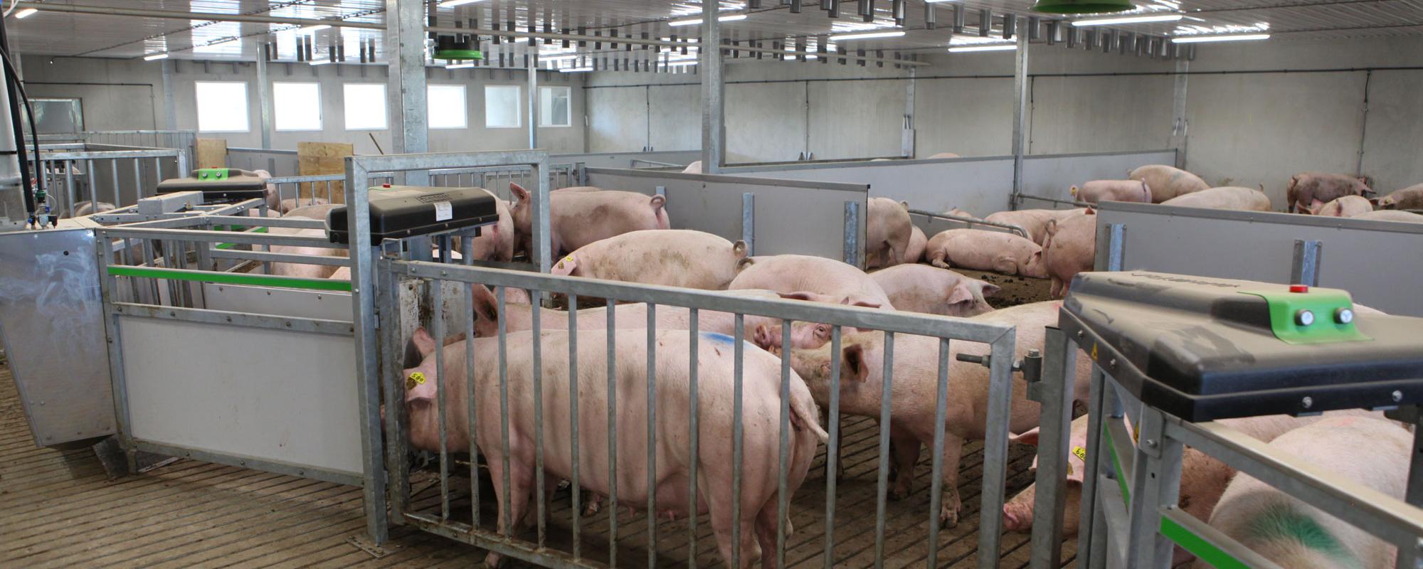 Feed more sows