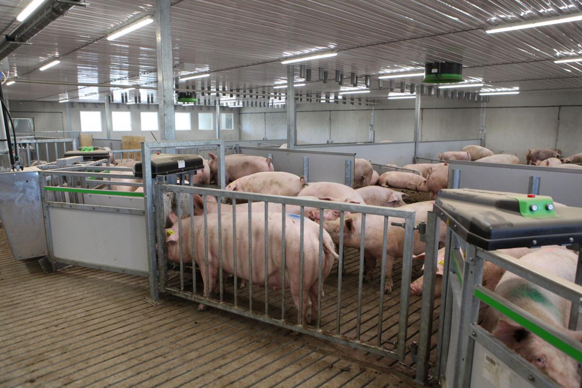 Feeding system for pigs