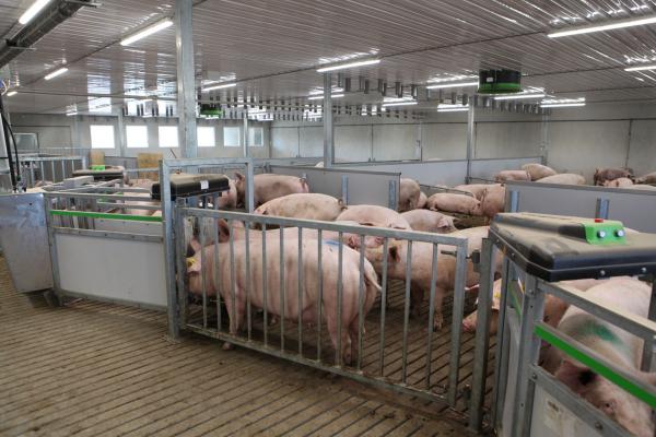 Feed automation represents profits