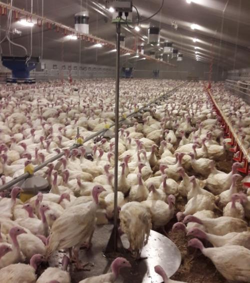 New turkey weighing scale for reliable measurement results