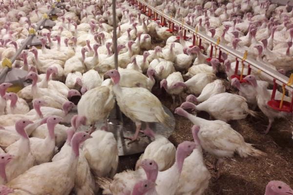 Automatic weighing for poultry
