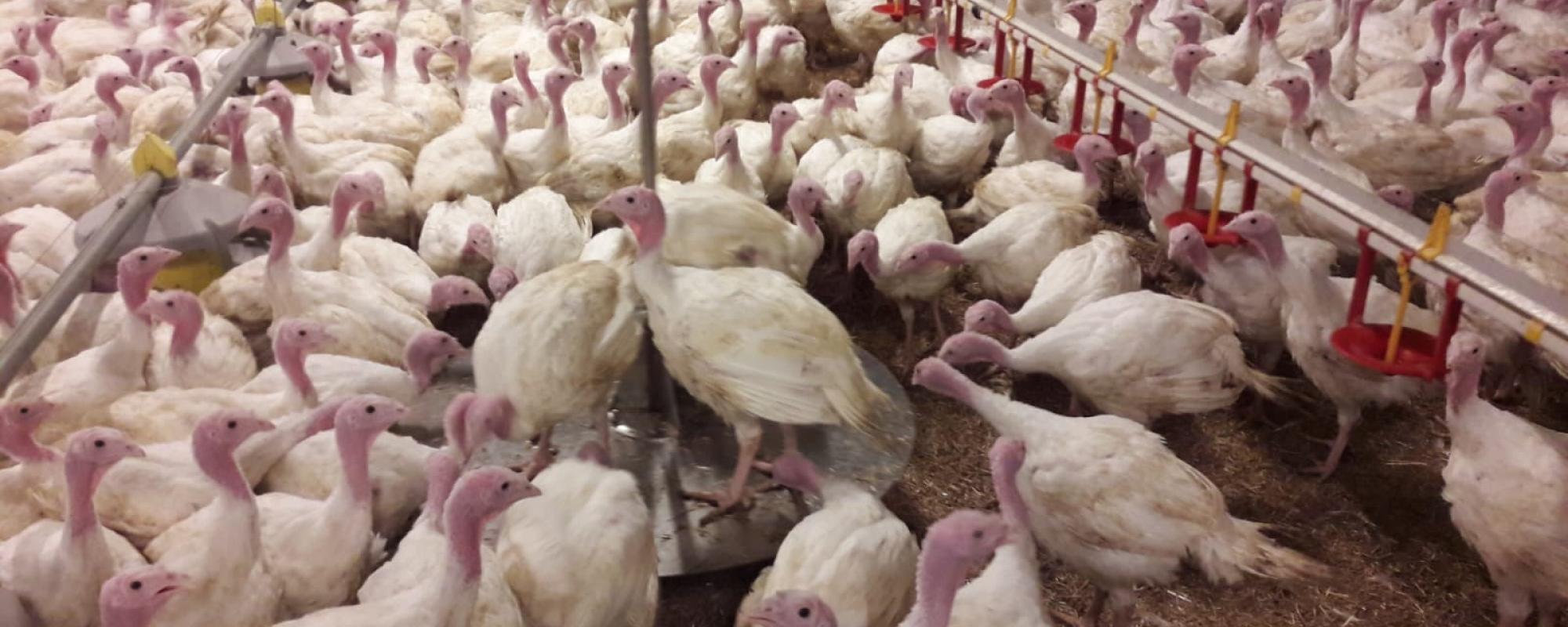 New turkey weighing scale for reliable measurement results