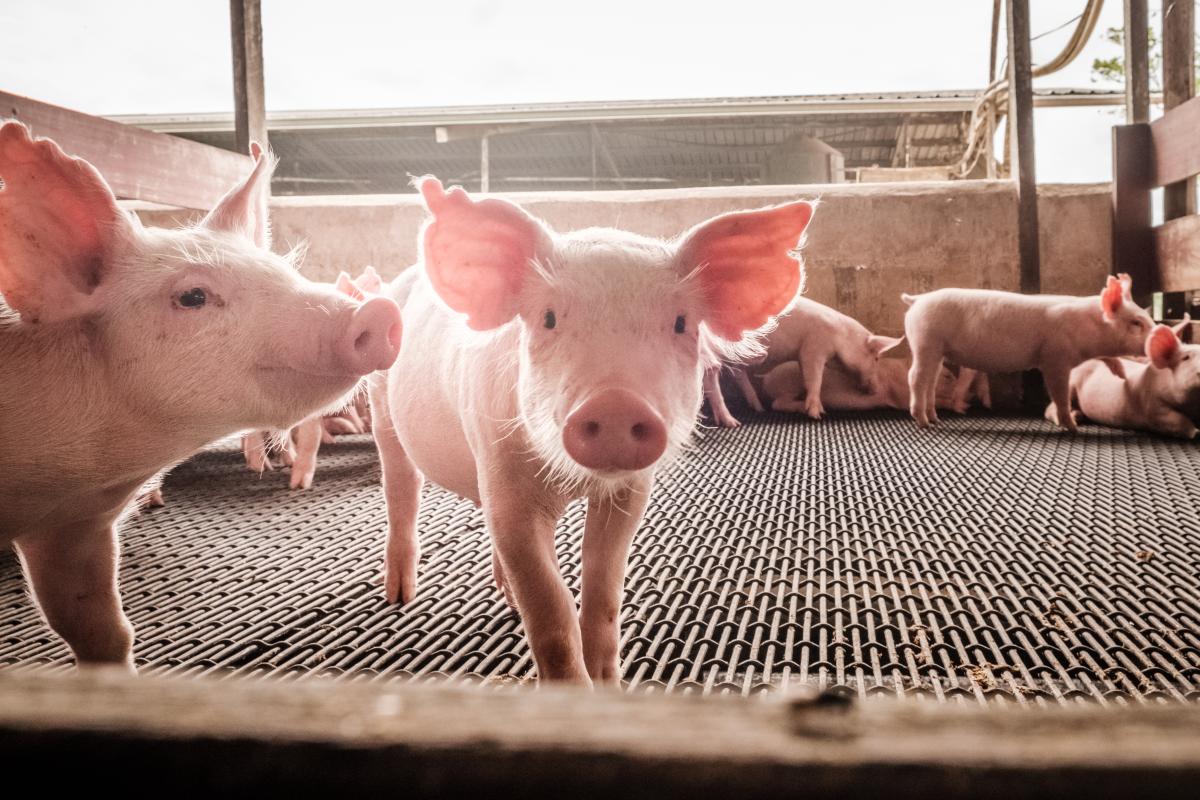 Piglet's welfare
