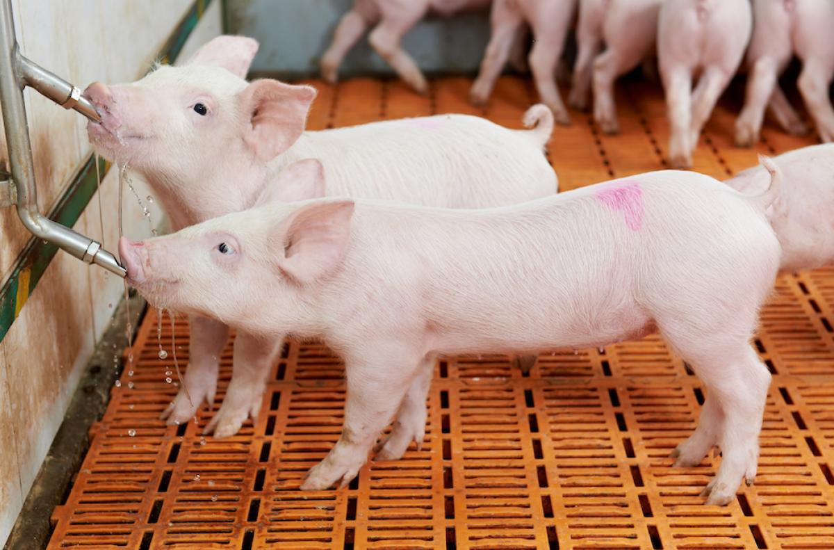 Piglets drinking