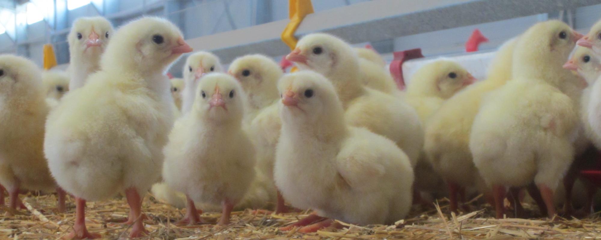 Poultry equipment