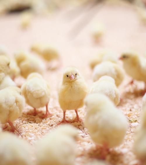 Improved animal welfare