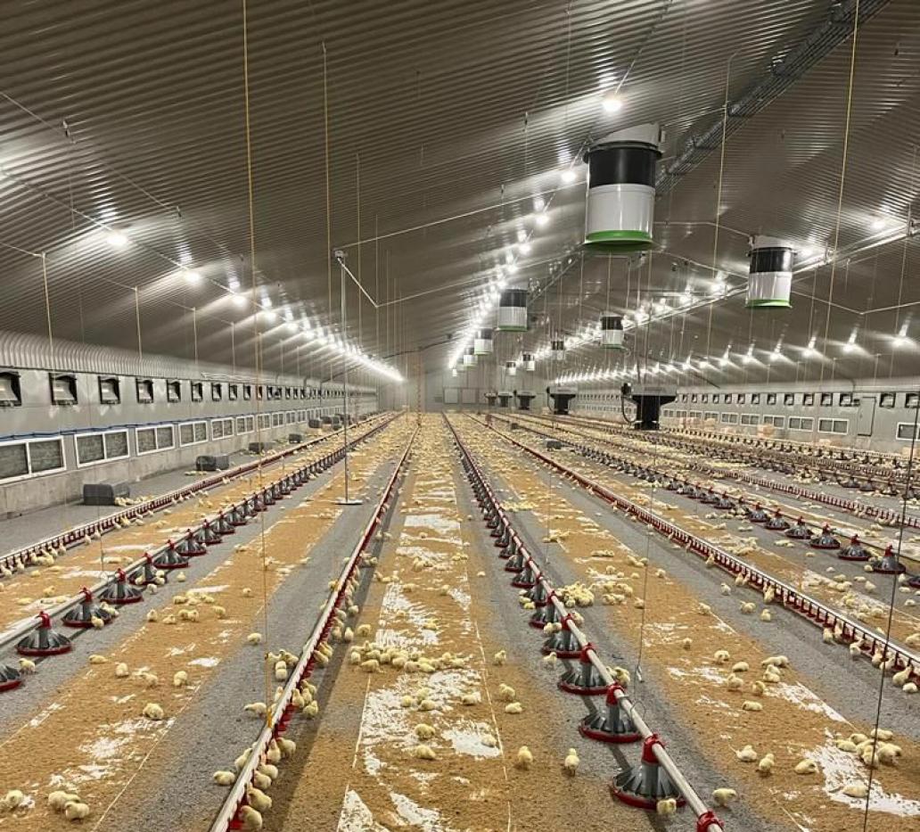 Ventilatie in pluimveestallen