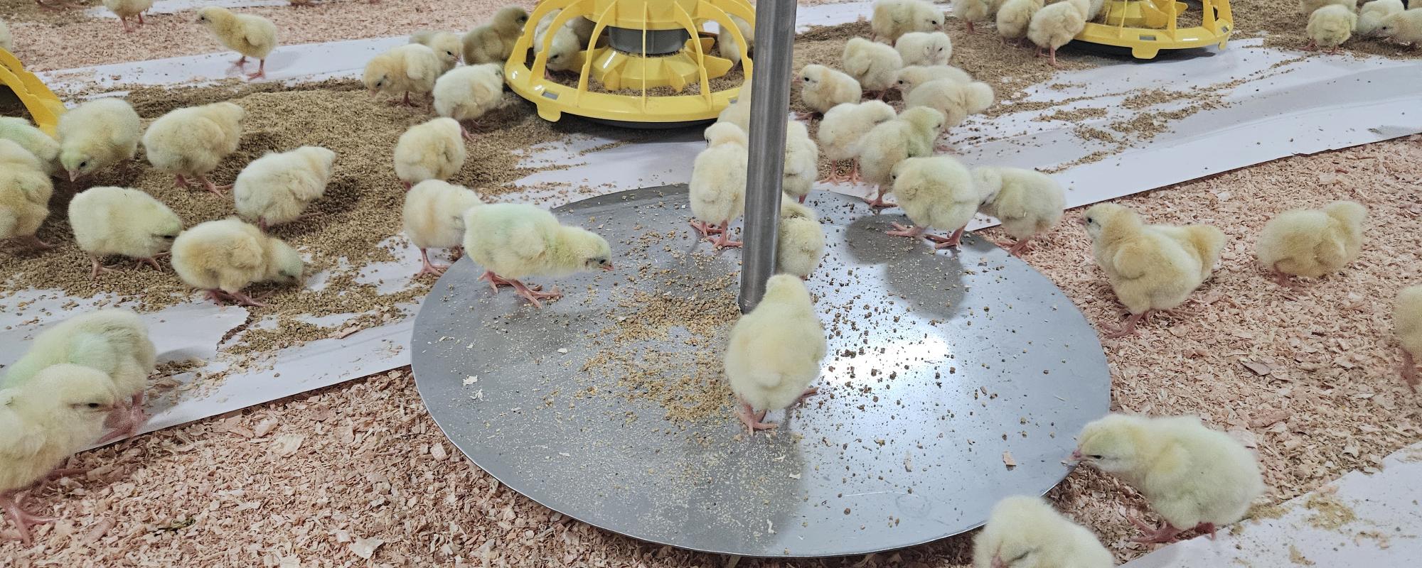 A good start for 10 South African broiler farms
