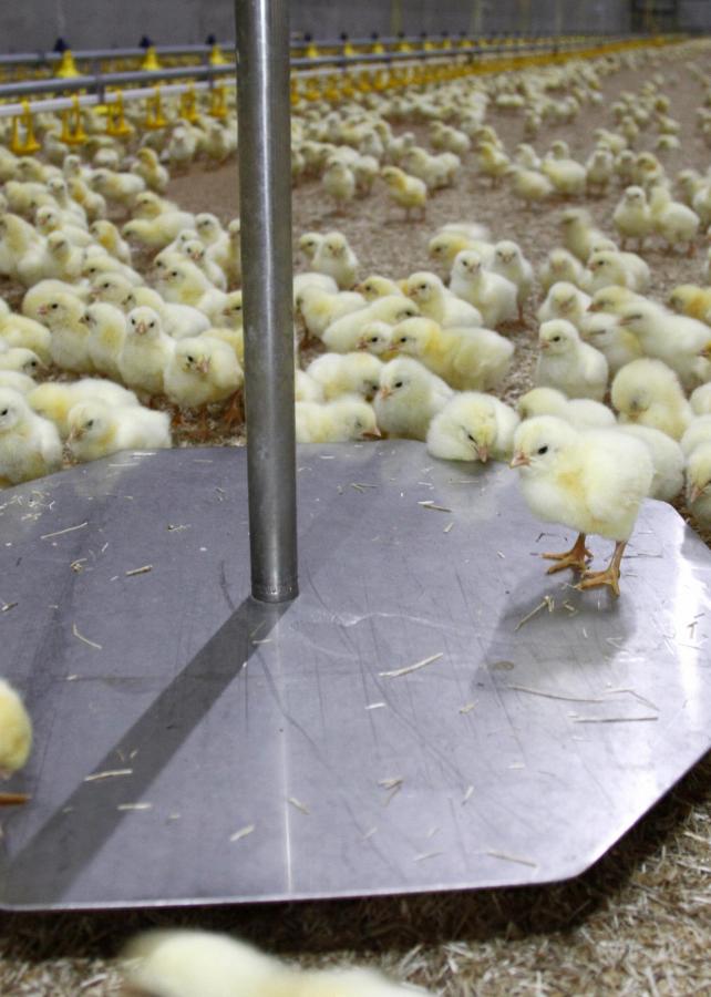 Animal welfare