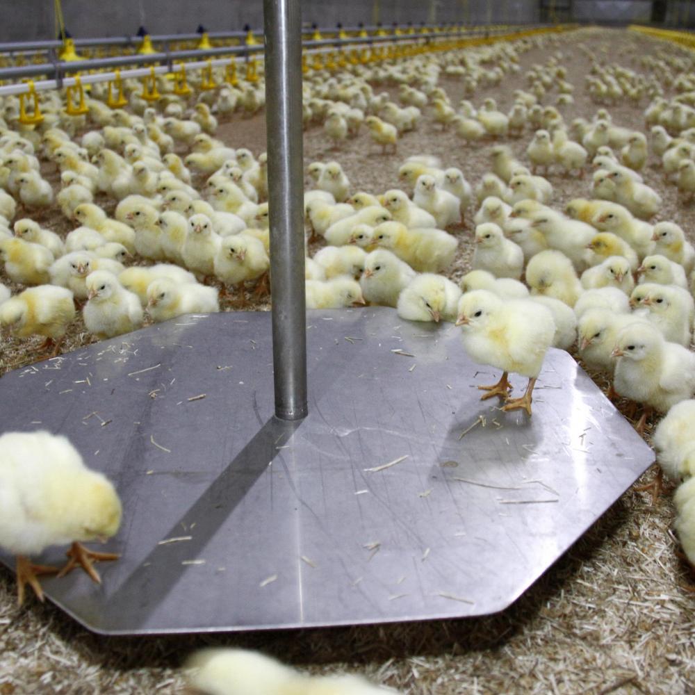 Insight into animal performance with automatic animal weighing