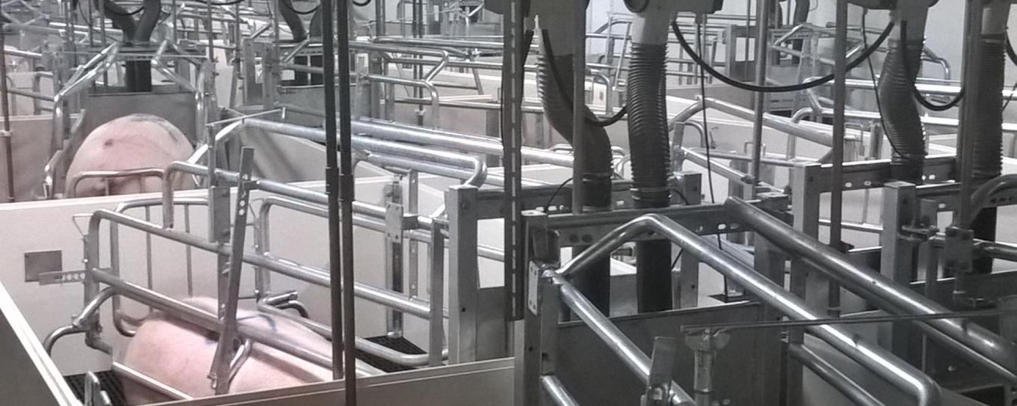 Yoshimoto Agri introduces FaroTek farrowing feeding system in Japan