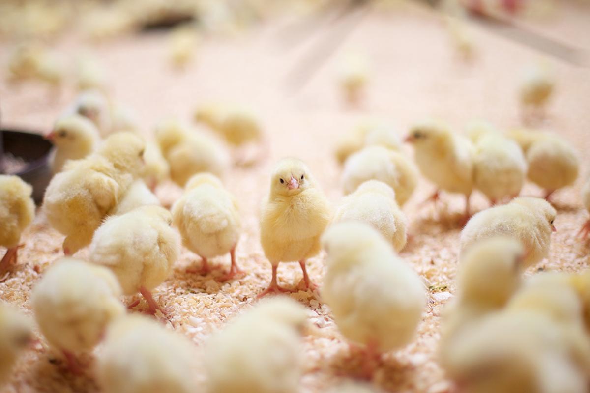 Young-broilers-min.jpg