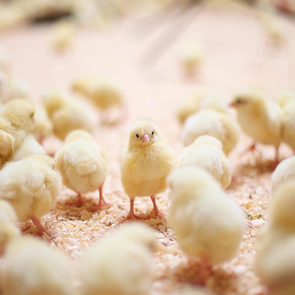 Prevent broiler mortality
