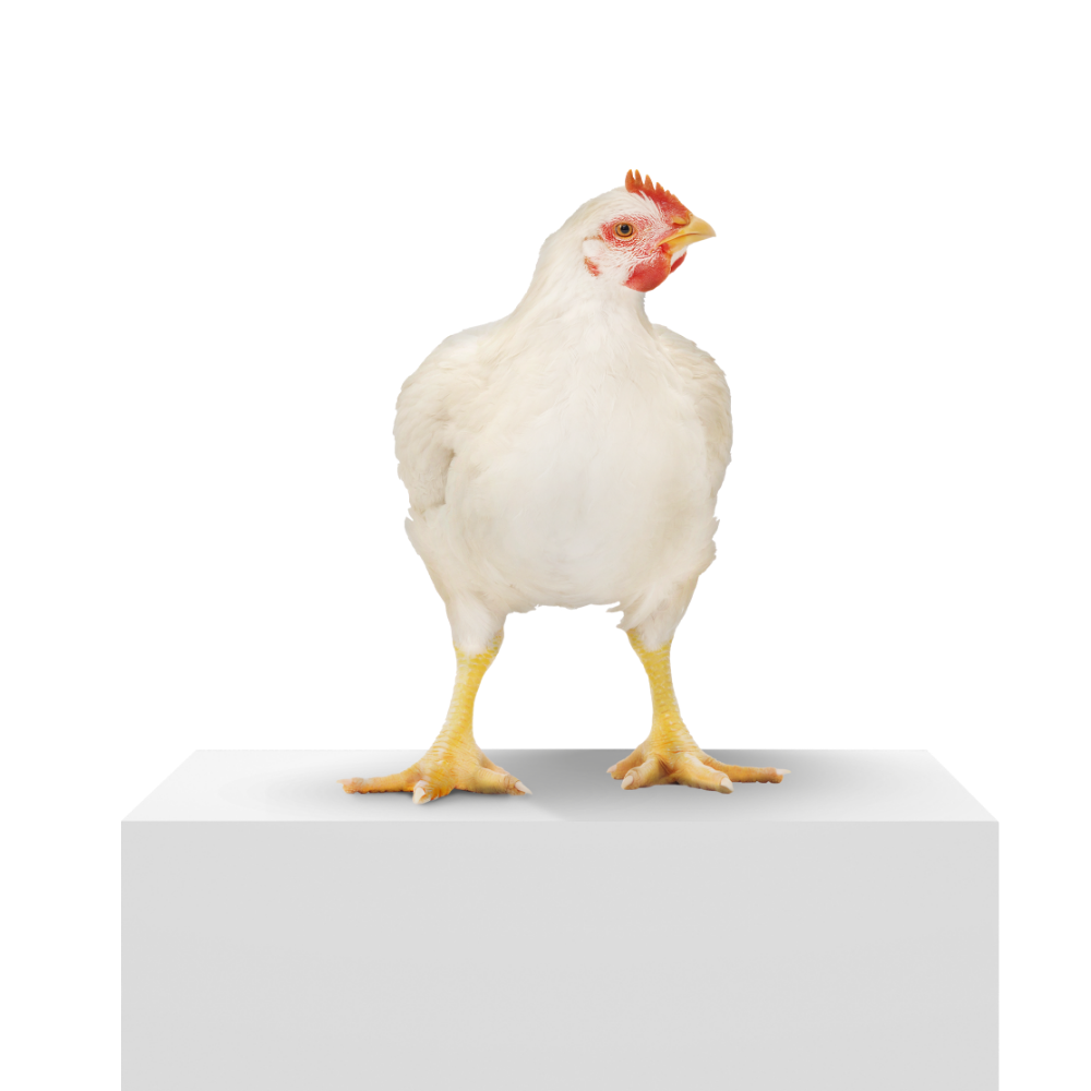Broilers